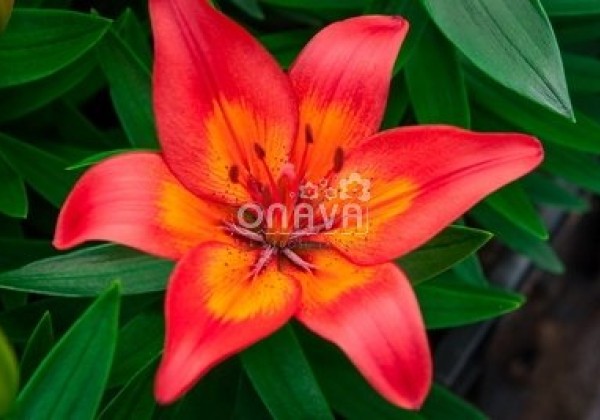 Lilium AZ (podu) Matrix