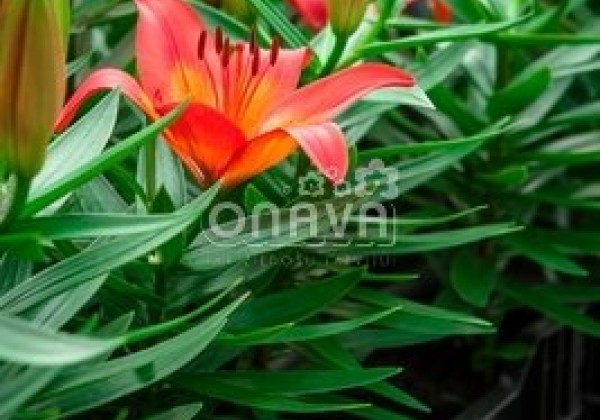 Lilium AZ (podu) Matrix