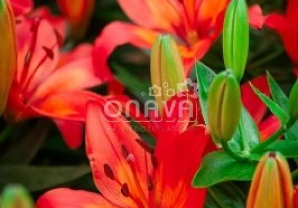 Lilium AZ (podu) Matrix