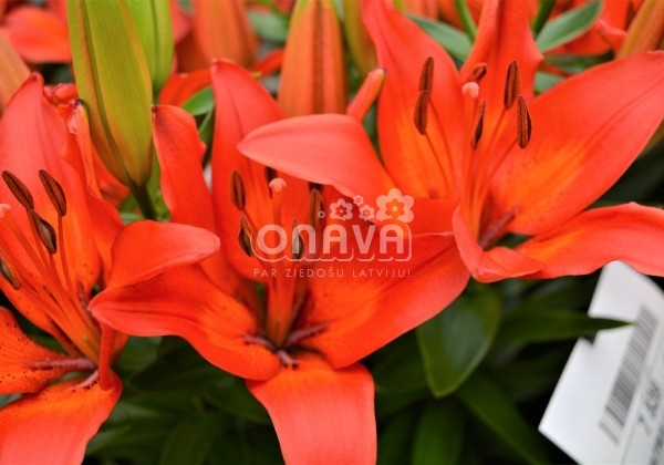 Lilium AZ (podu) Matrix