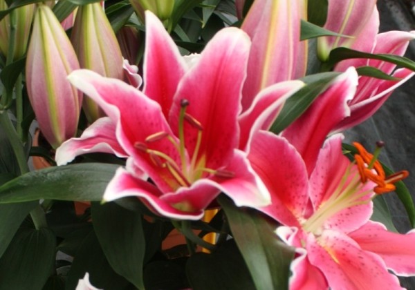 Lilium OR (podu) Starlight Express
