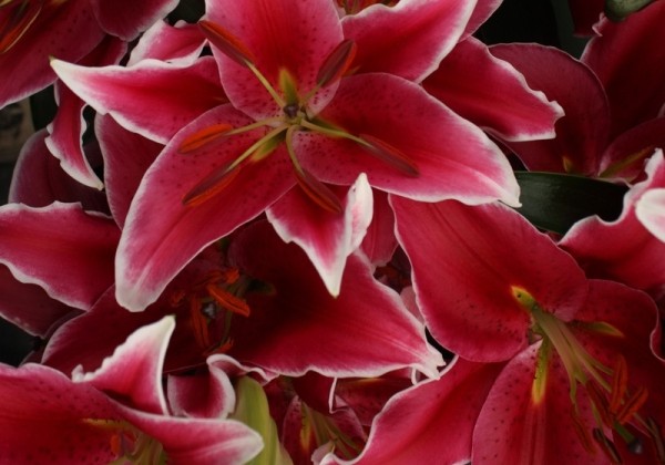 Lilium OR (podu) Starlight Express