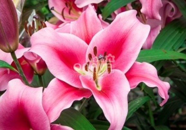 Lilium OT Dalian
