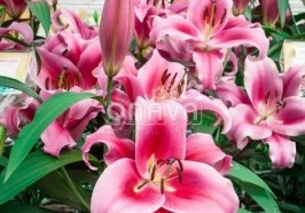 Lilium OT Dalian