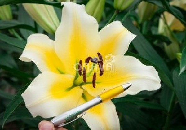 Lilium OT Manissa