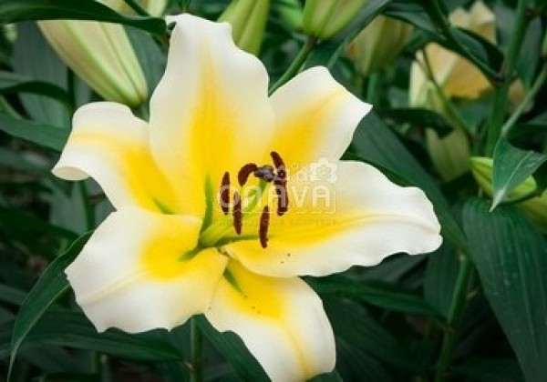 Lilium OT Manissa