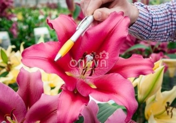 Lilium OT Palazzo