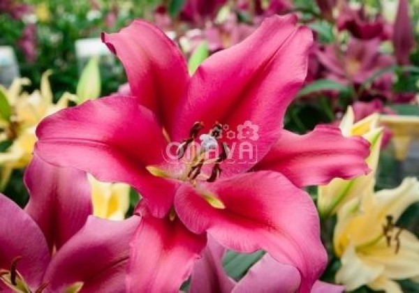 Lilium OT Palazzo