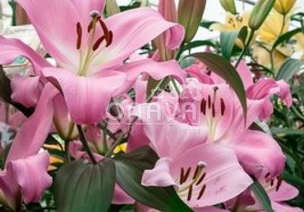 Lilium OT Tabledance