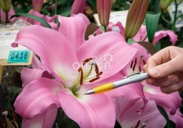 Lilium OT Tabledance