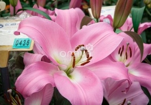 Lilium OT Tabledance