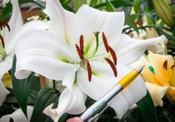 Lilium OT Zambesi