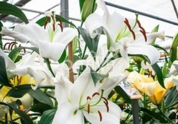 Lilium OT Zambesi