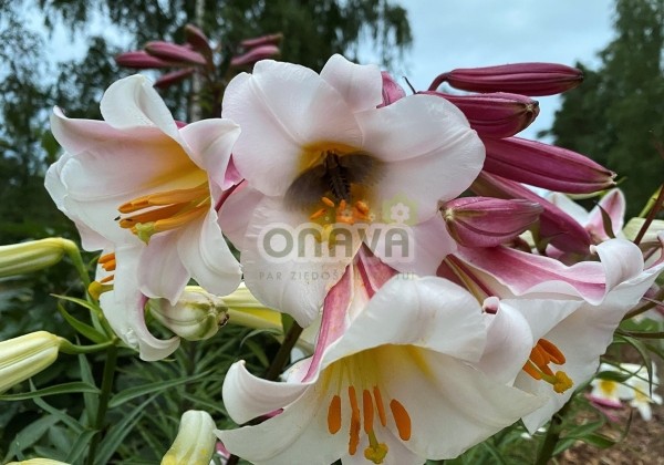 Lilium regale
