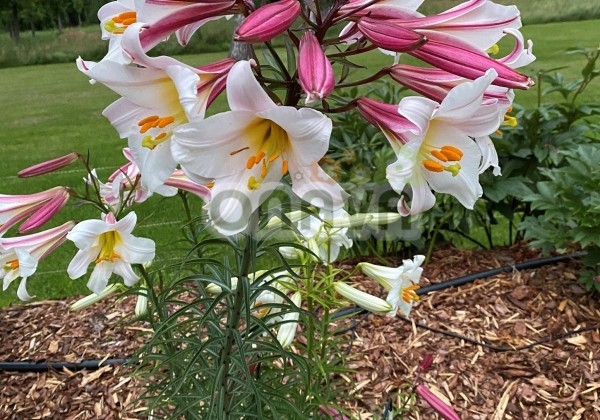 Lilium regale