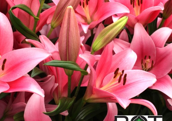 Lilium LA Boardwalk
