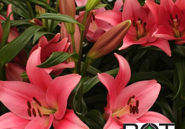 Lilium LA Boardwalk