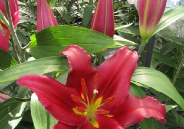 Lilium OR Bacardi