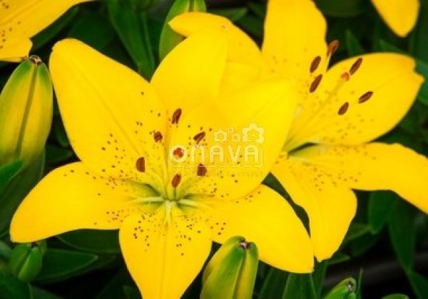 Lilium AZ (podu) Golden Matrix