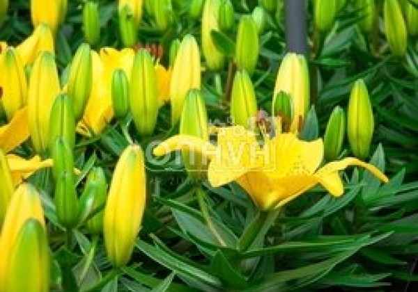 Lilium AZ (podu) Golden Matrix