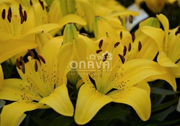Lilium AZ (podu) Golden Matrix
