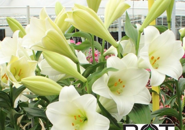 Lilium LF Watch Up