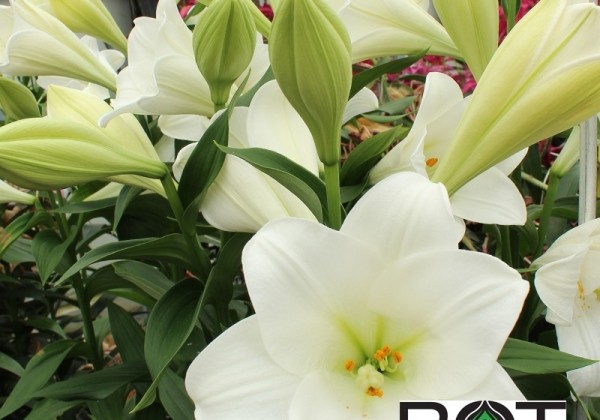 Lilium LF Watch Up