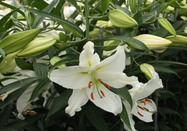 Lilium OR Crystal Blanca