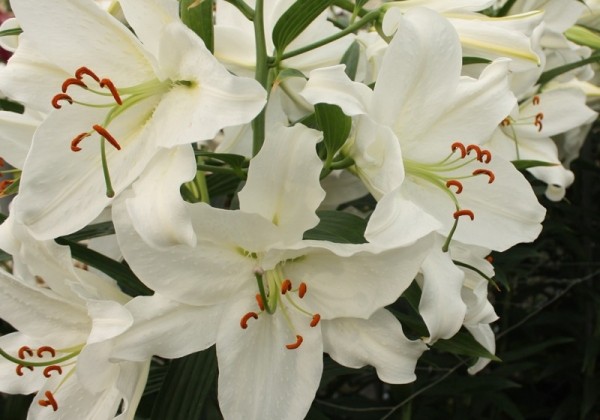 Lilium OR Crystal Blanca