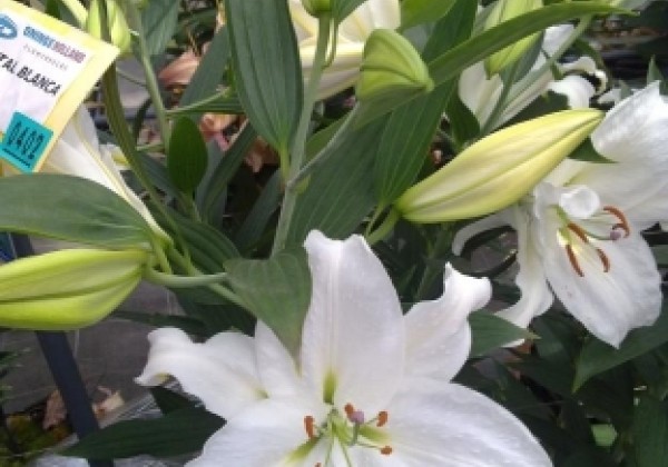 Lilium OR Crystal Blanca