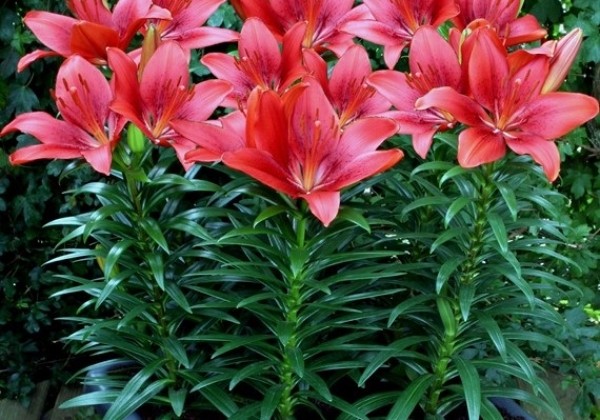 Lilium AZ (podu) Happy Heart