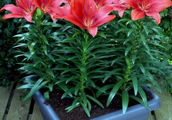 Lilium AZ (podu) Happy Heart