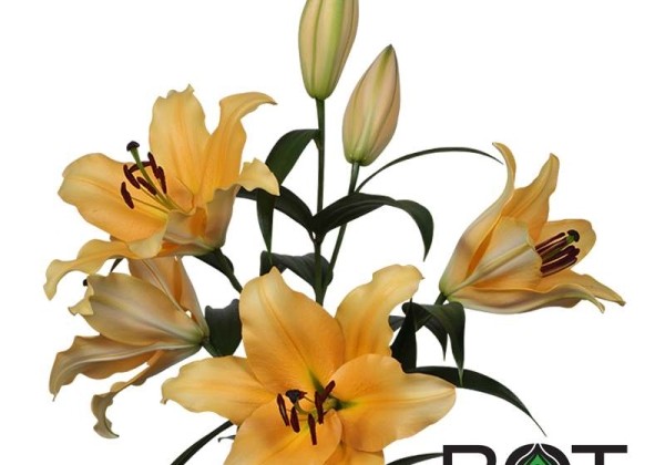 Lilium OT Corcovado