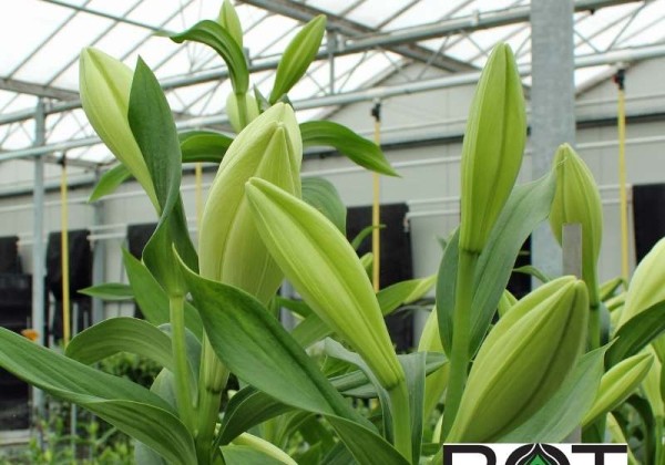 Lilium LF Show Up