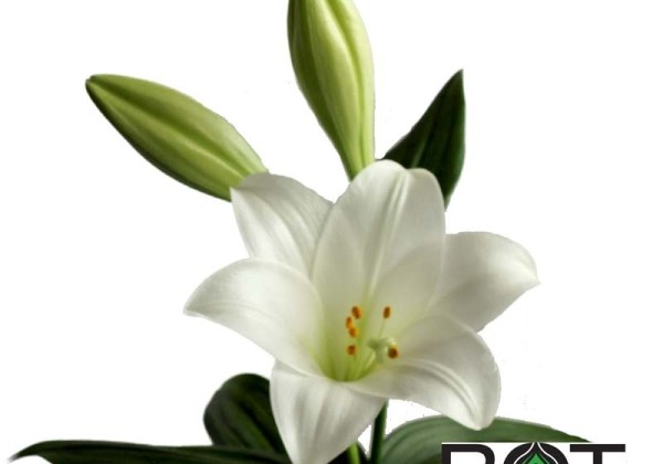 Lilium LF Show Up