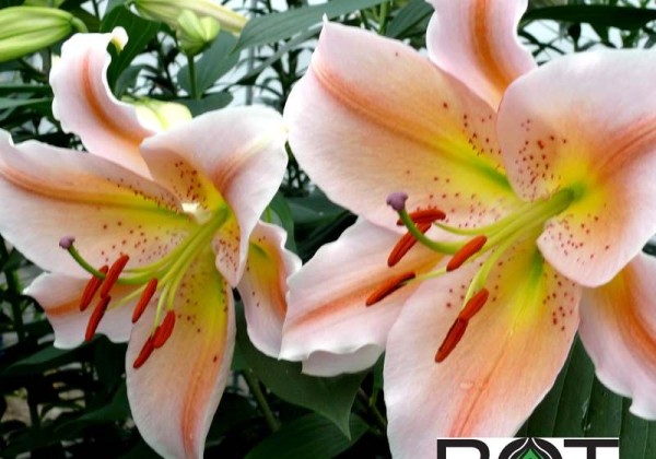 Lilium OR (podu) Salmon Party
