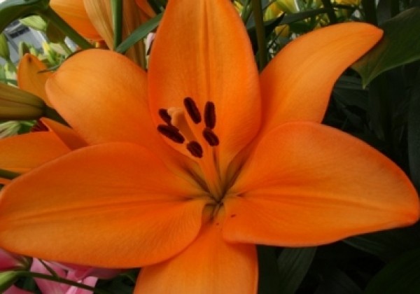 Lilium LA Flemington