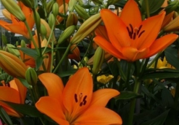 Lilium LA Flemington