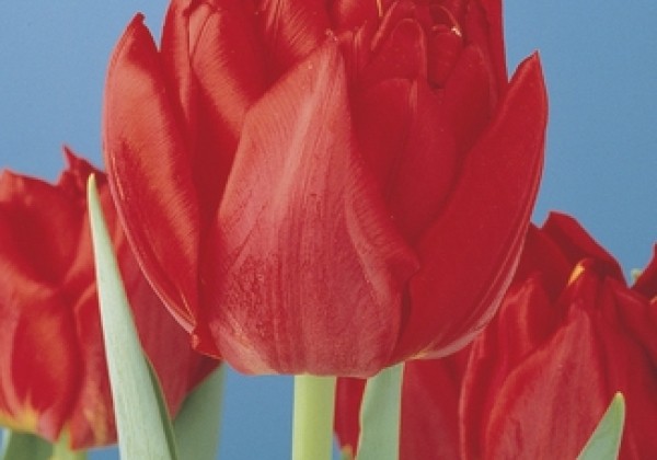 Tulipa, agra, pild. z. Abba (DZESĒTI)