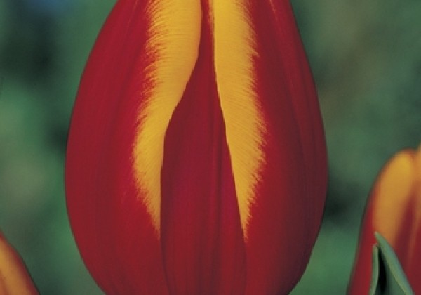 Tulipa, triumfa Andre Citroen