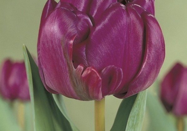 Tulipa, agra, pild. z. Blue Diamond