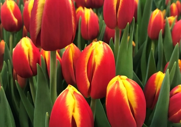 Tulipa, triumfa Dow Jones (DZESĒTI)