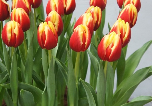 Tulipa, triumfa Dow Jones (DZESĒTI)