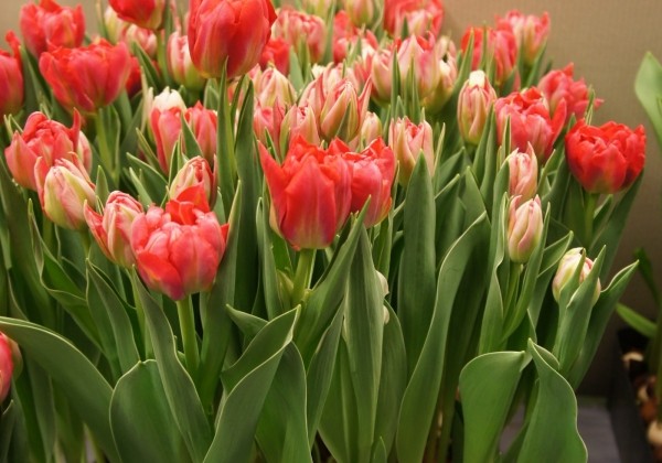 Tulipa, agra, pild. z. Flash Point (DZESĒTI)