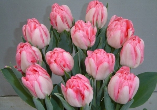 Tulipa, agra, pild. z. Foxtrot