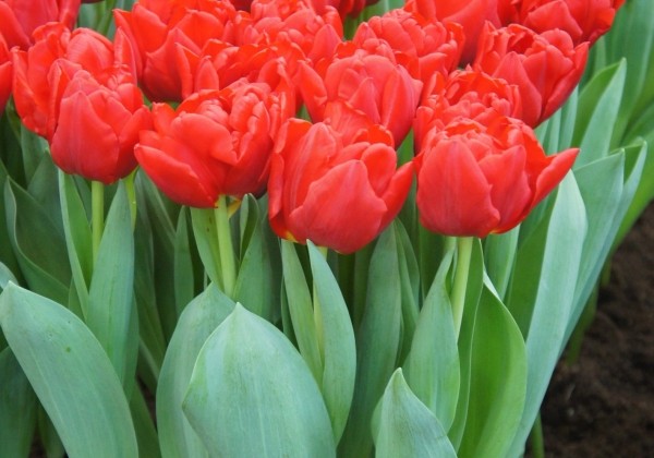 Tulipa, agra, pild. z. Largo