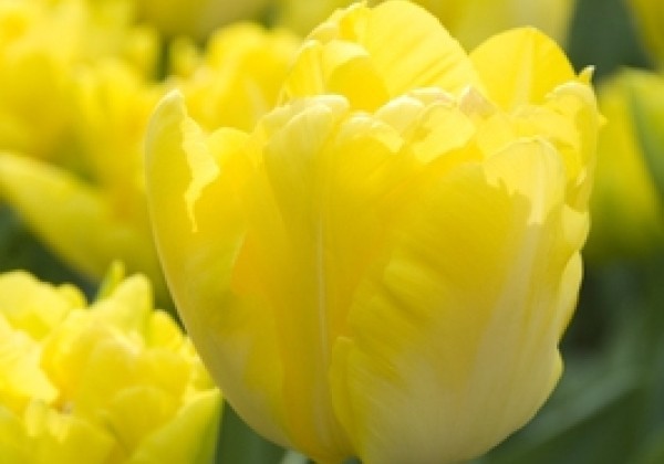 Tulipa, agra, pild. z. Marie Jo