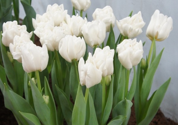 Tulipa, agra, pild. z. Mondial (DZESĒTI)