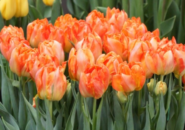 Tulipa, agra, pild. z. Monte Orange