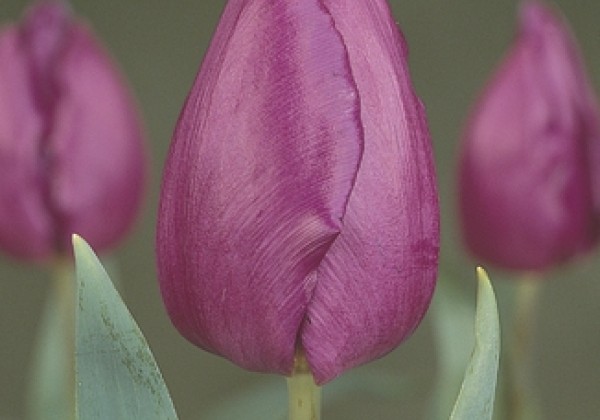 Tulipa, agra, vienk. z. Purple Prince